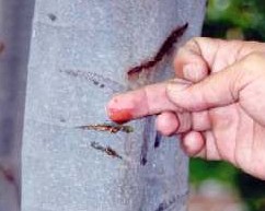 Sangre de grado, jugo (l�tex)