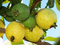 Guayaba frutas