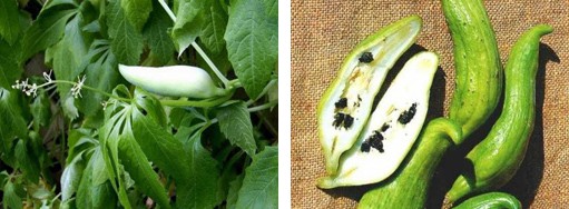 Caihua / kaiwua, fruto / jud�a