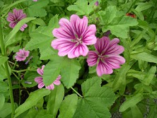 Malva