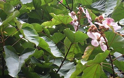 aciote, achiote, arbusto con hojas y flores