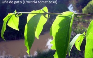 U�a de
                    gato, u�as