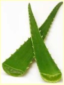S�bila (Aloe vera), hojas
