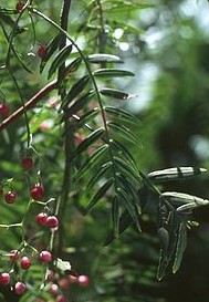 Schinus
                  molle, hojas y bayas