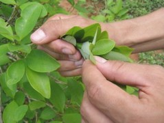 Coca, arbusto con hojas