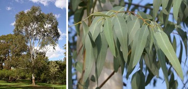 Eucalipto, �rbol y las hojas que
                                  curan