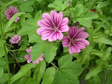 Malva Malva