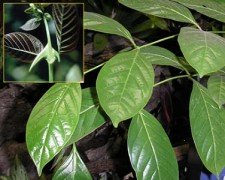 U�a de
                  gato, hojas