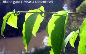 U�a de
                  gato, u�as