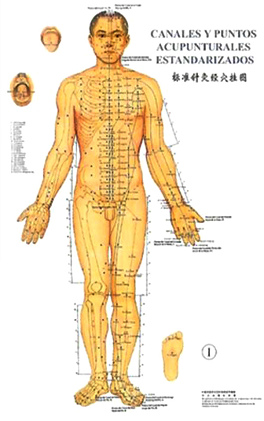 Los puntos y los meridianos
                              principales