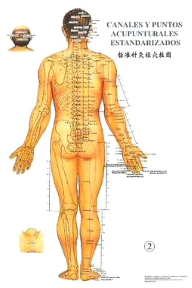 Puntos y meridianos principales,
                              parte de atr�s