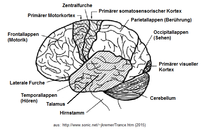 Esquema del cerebro con el cortex
                          somatosensorial y con el t�lamo