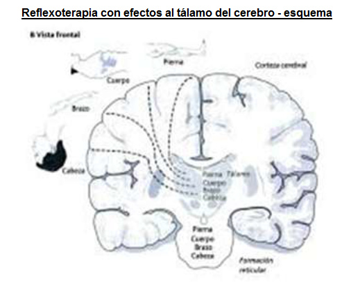 Reflexoterapia con efectos al t�lamo
                          del cerebro - conexiones con cabeza, brazo,
                          tronco y pierna