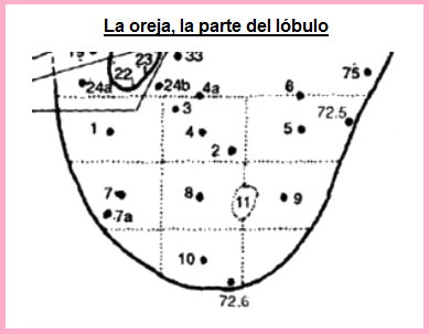 Cartograma auricular, el sector
                            bajo