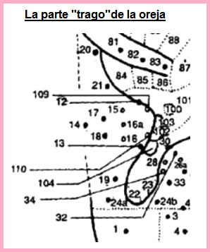 La oreja, el sector
                            del trago