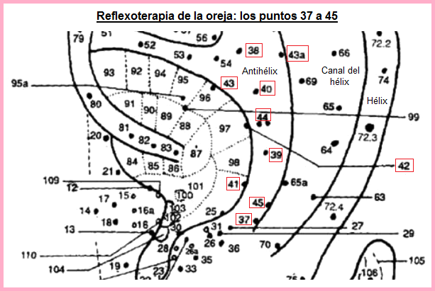 La parte central de
                            la oreja con los puntos 37 a 45