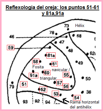 La oreja con los puntos 51 a 61 y 81a y
                            91a
