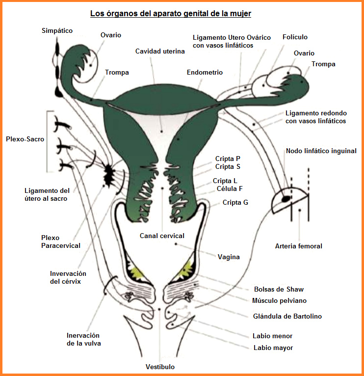Los �rganos del aparato
                  genital de la mujer