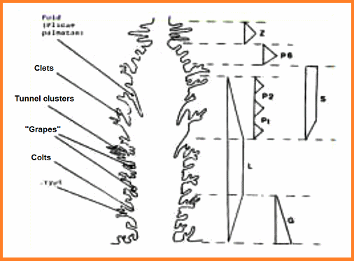 El c�rvix (cuello uterino)
                  con su pared interior (endocervix) - esquema