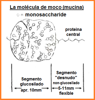 Fig. 4+5: La mol�cula de
                  moco (mucina)