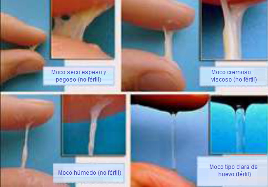 Moco cervical: seco, cremoso, h�medo, claro