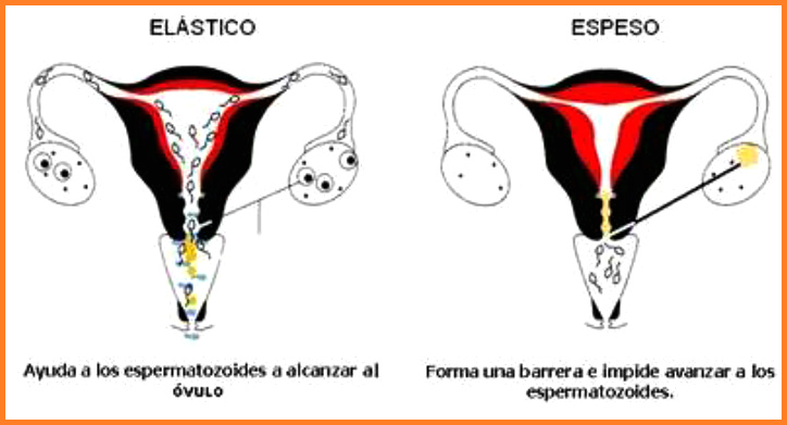 �rganos de la mujer con
                        esperma 02