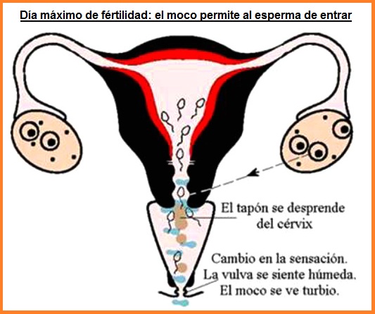 �rganos de la mujer
                    durante el d�a m�ximo: el moco permite la entrada
                    del esperma a la matriz