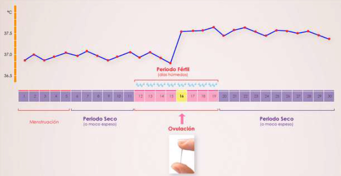Fig. 18: Calendario de d�as
                        f�rtiles con la temperatura