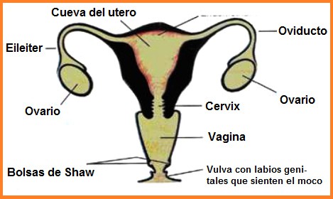 Los �rganos de la mujer