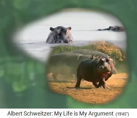 Gabun, Nilpferde im Fluss Ogoou� (Ogowe)