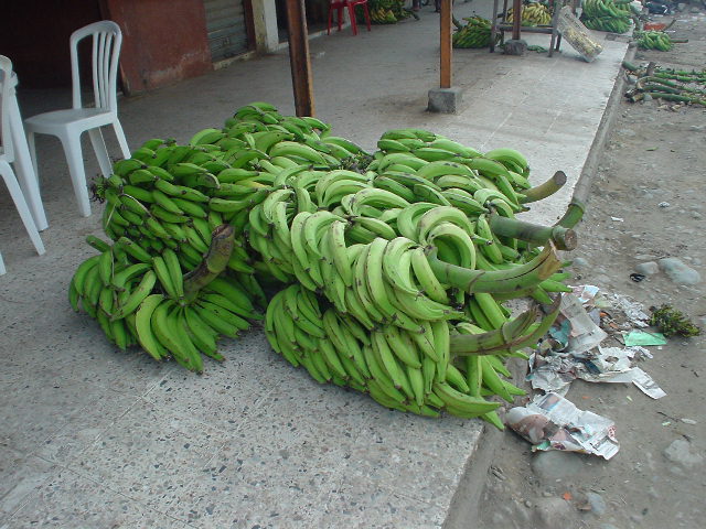 Bananenstauden
                  in Ecuador