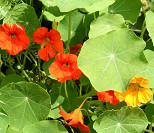 Pflanzliches
                        Antibiotikum: Kapuzinerkresse