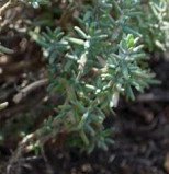 Pflanzliches
                        Antibiotikum: Thymian