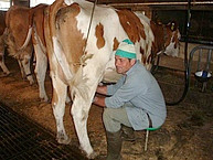 Die Arbeit im Kuhstall
                        schult das Immunsystem am besten