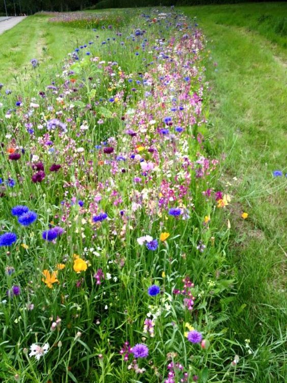 Bl�hstreifen gegen Monokultur