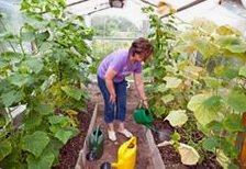 Blumen giessen mit Giesskanne - der Trick
                bei der Permakultur ist, dass man gar nicht viel giessen
                braucht
