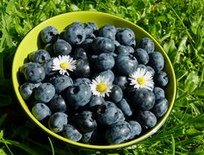 Blaubeeren /
                Heidelbeeren