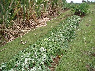 Mantillo verde en un bancal de dique con
                hojas de �rboles