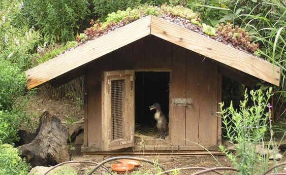 Casa de pato con
                  cama de pajo y pato