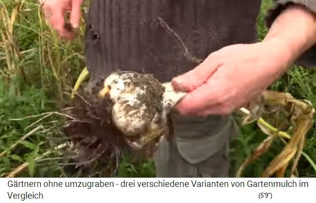 Irlanda, la cosecha de ajo a principios de
                    agosto, algunos de los tub�rculos son gigantescos