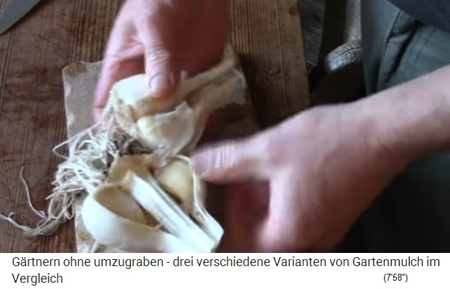 un tub�rculo
                    de ajo gigante abierto