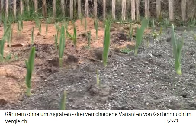 Poner
                    mantillo en Irlanda en el campo de ajo, todos los
                    brotes de ajo brotan al 100%