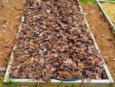 bancal con
            mantillo de corteza