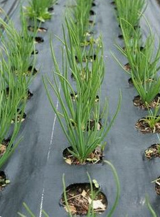 Cubrir el bancal con l�mina de mantillo con
                huecos