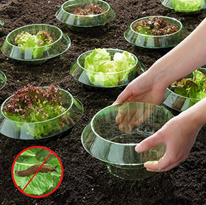 El
                pl�stico en el jard�n se ve muy inc�modo: collar de
                caracol contra ataques de caracoles