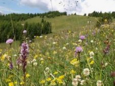 Prado alcalino con muchas flores / prado de
                flores