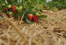 Fresas con
                mantillo de paja