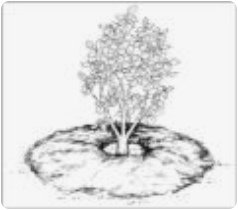 Rosal con mantillo en forma de un anillo
                como un donut