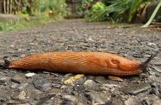 Una
                babosa cruza un camino de piedra