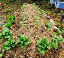 Bancal de
                            colina 02